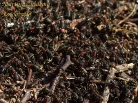 Behaarde rode bosmier [Formica rufa]